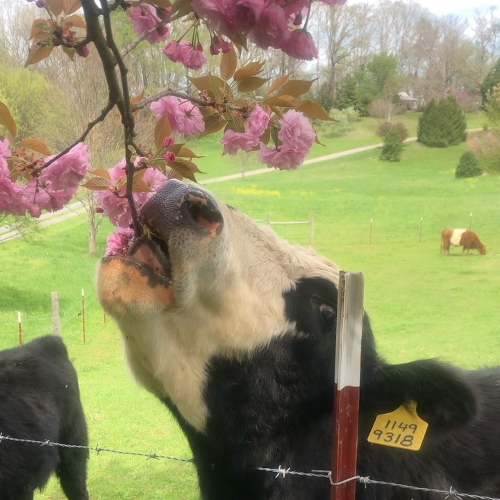 Holly Berry Farm- Friendsville, TN