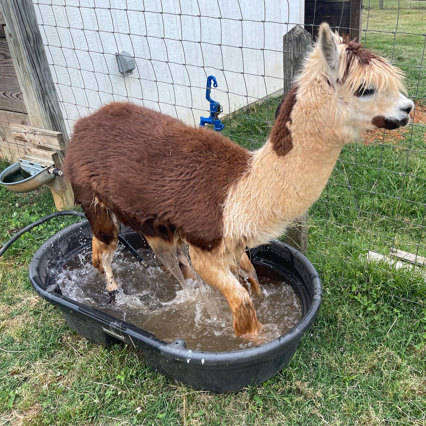 Holly Berry Farm- Friendsville, TN