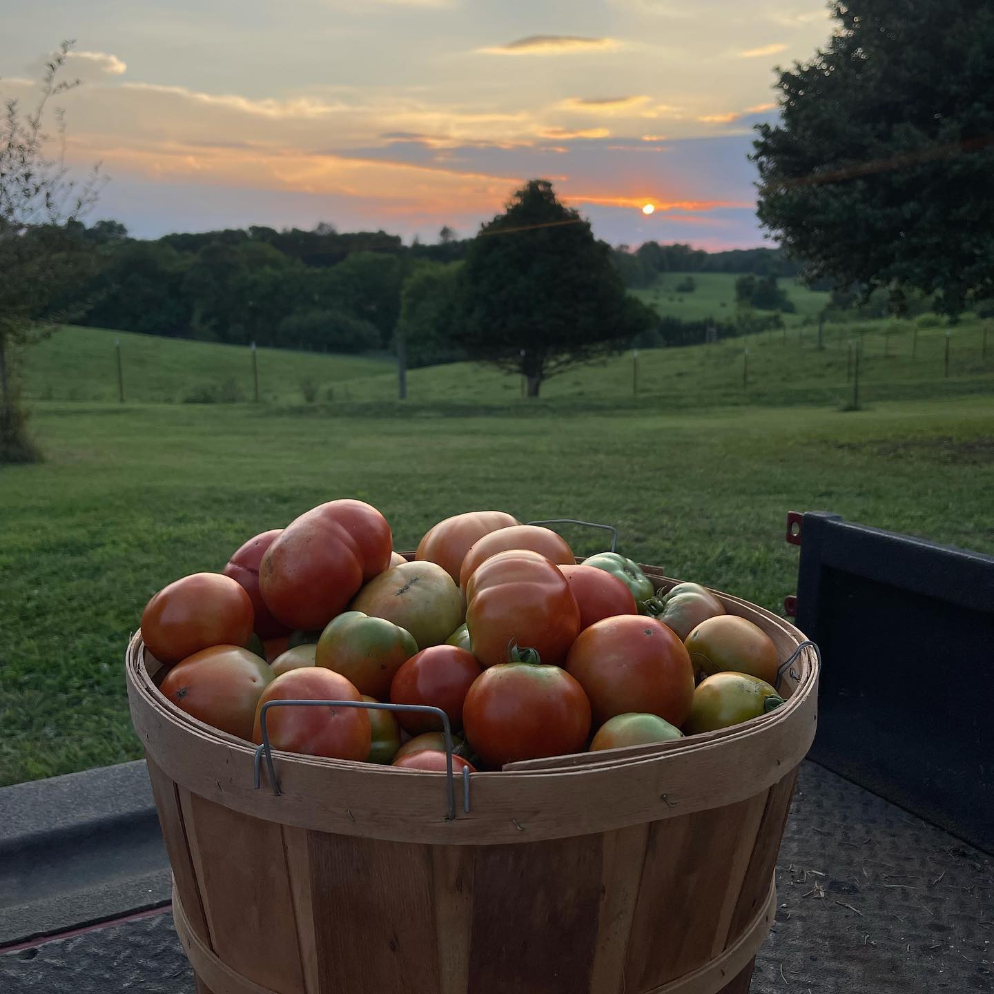 Holly Berry Farm- Friendsville, TN