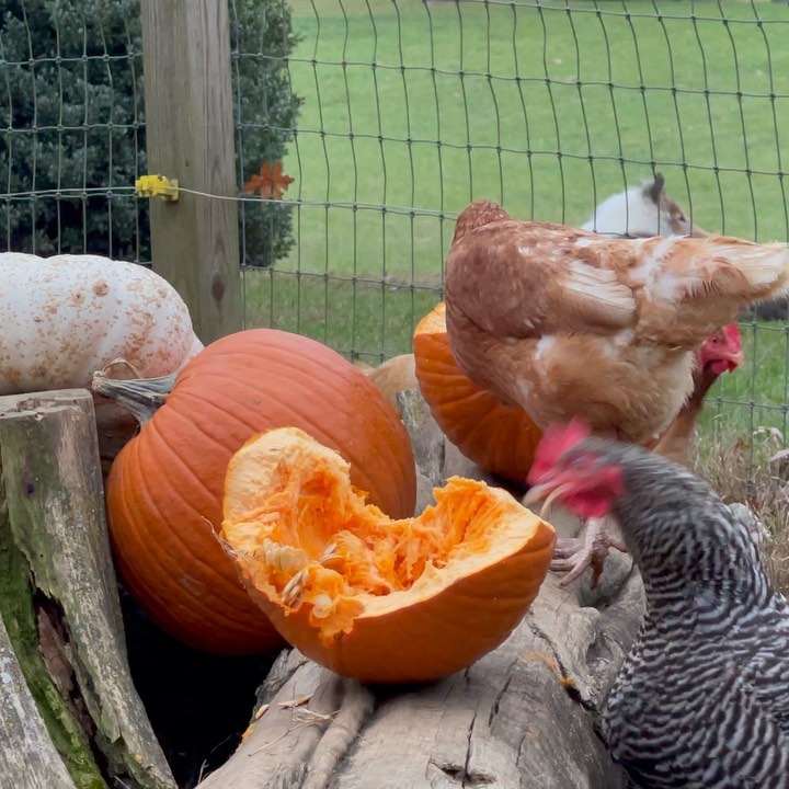 Holly Berry Farm- Friendsville, TN