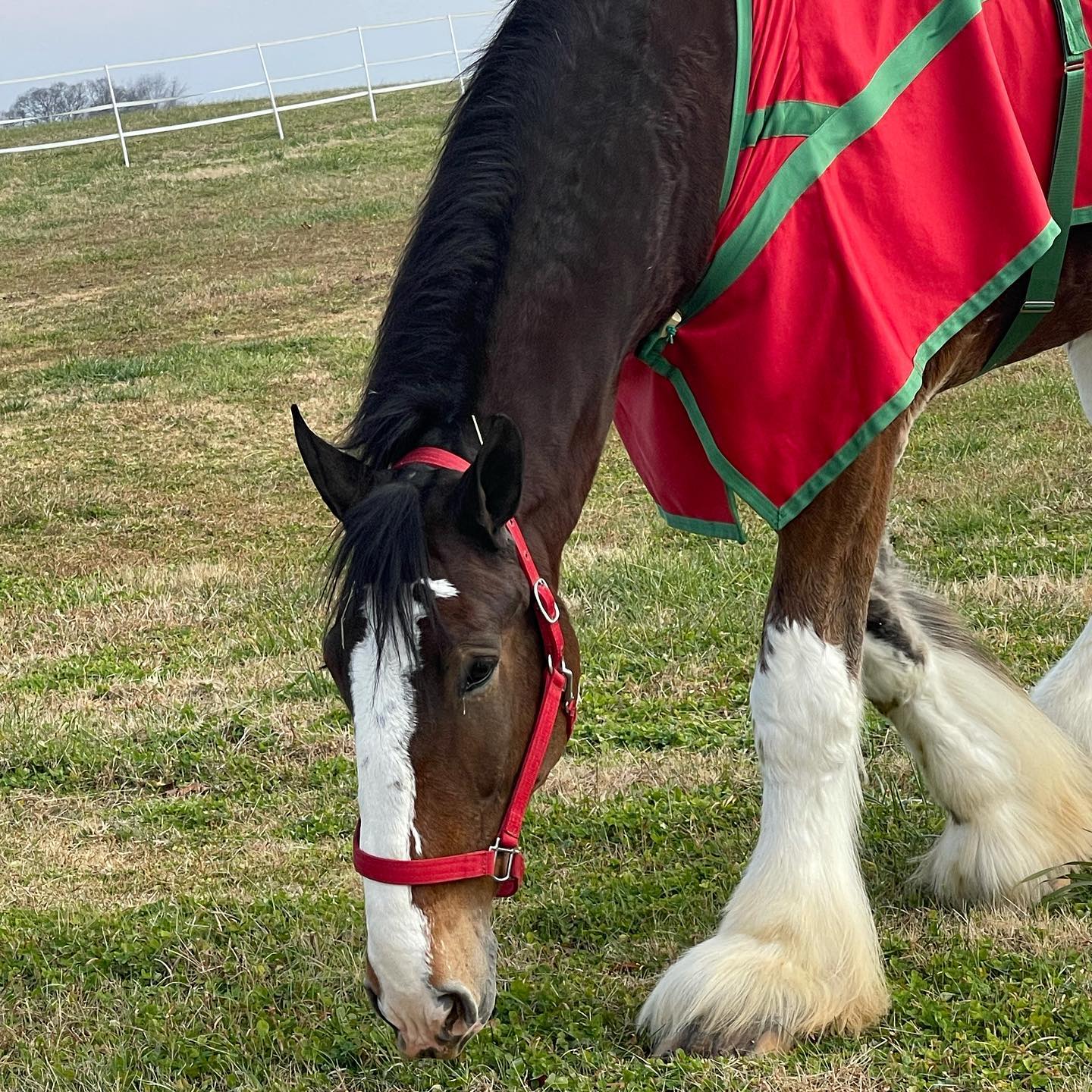 Holly Berry Farm- Friendsville, TN