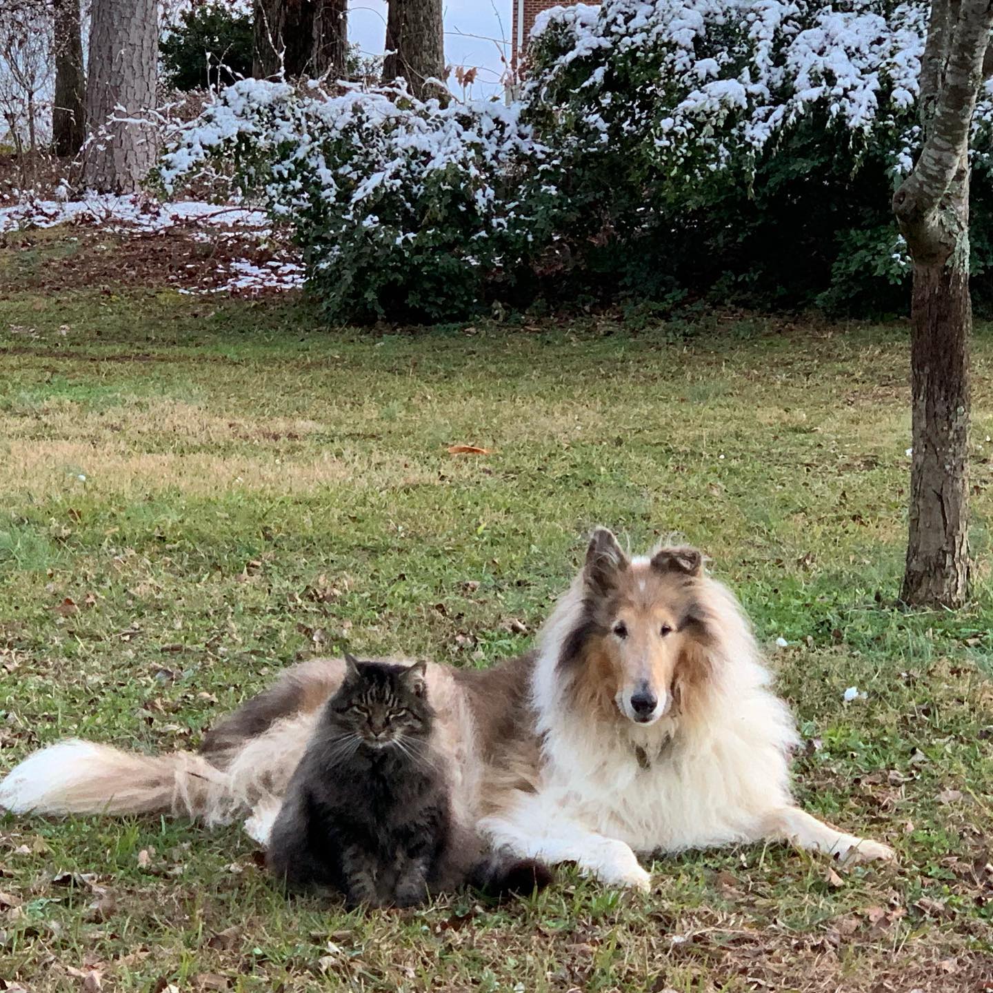 Holly Berry Farm- Friendsville, TN